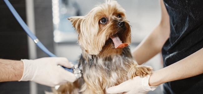 Veterinarias en Gualeguaychú